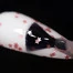 Топ Komilfo Star Nails Rose No Wipe без липкого слоя прозрачный с розовыми звездами 8 мл (508004) - Фото №2